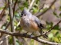 Tufted Titmouse - Rotary Park, Montgomery County, April 5, 2021