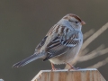 White-crowned Sparrow (juvenile) - Yard Birds - Clarksville, Montgomery County, January 14, 2021