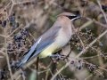 Cedar Waxwing - Shelton Ferry Boat Ramp Access, Clarksville, Montgomery County, January 22, 2021