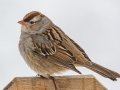 White-crowned Sparrow (juvenile) - Yard Birds, Clarksville, Montgomery County, February 16, 2021