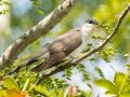 Yellow-billed Cuckoo - Cross Creeks NWR, Hwy 49 Entrance, Stewart County, Sept 4, 2021