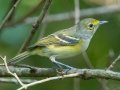 White-eyed  Vireo - Cheatham Dam, Cheatham County, Sept 12, 2021