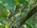 White-eyed  Vireo - Cheatham Dam, Cheatham County, Sept 12, 2021