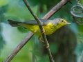 Canada Warbler - Cheatham Dam, Cheatham County, Sept 12, 2021