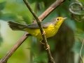 Canada Warbler - Cheatham Dam, Cheatham County, Sept 12, 2021