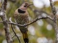 Northern Flicker (Yellow-shafted) Bumpus Mills Rd and River Rd, Stewart, Oct 23, 2021