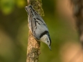 White-breasted Nuthatch - Rotary Park, Clarksville, Montgomery County, Sept 13, 2021
