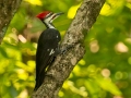 Pileated Woodpecker - Rotary Park, Clarksville, Montgomery County, Sept 13, 2021