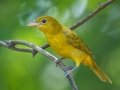 Summer Tanager - Lake Barkley WMA, Stewart County, Sept 13, 2021