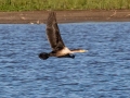 Double-crested Cormorant - Cross Creeks NWR-Pool 2, Stewart County, Sept 23, 2021