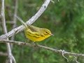 Prairie Warbler - Barkley WMA, Stewart County, Sept 4, 2021