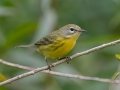 Prairie Warbler - Lake Barkley WMA, Stewart County, Sept 21, 2021