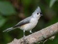 Tufted Titmouse - Lake Barkley WMA, Stewart County, Sept 21, 2021
