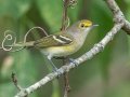 White-eyed Vireo - Lake Barkley WMA, Stewart County, Sept 21, 2021