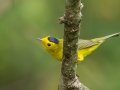 Wilson's Warbler - Lake Barkley WMA, Stewart County, Sept 21, 2021