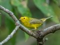Wilson's Warbler - Lake Barkley WMA, Stewart County, Sept 21, 2021