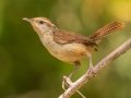 Carolina Wren - Lake Barkley WMA, Stewart County, Sept 13, 2021