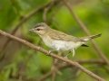 Red-eyed Vireo - Lake Barkley WMA, Stewart County, Sept 21, 2021