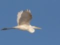 Great Egret - Cross Creeks NWR-Pool 2, Stewart County, Sept 23, 2021