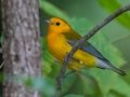 Prothonotary Warbler - Lake Barkley WMA, Stewart County, Sept 13, 2021
