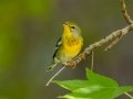 Northern Parula- Lake Barkley WMA, Stewart County, Sept 13, 2021