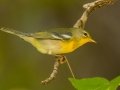 Northern Parula- Lake Barkley WMA, Stewart County, Sept 13, 2021