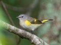 American Redstart - Lake Barkley WMA, Stewart County, Sept 21, 2021