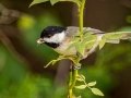 Carolina Chickadee - Lake Barkley WMA, Stewart County, Sept 13, 2021