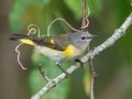 American Redstart - Lake Barkley WMA, Stewart County, Sept 21, 2021