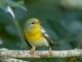 Northern Parula - Lake Barkley WMA, Stewart County, Sept 28, 2021