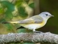 American Redstart - Lake Barkley WMA, Stewart County, Sept 28, 2021