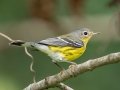 Magnolia Warbler - Lake Barkley WMA, Stewart County, Sept 21, 2021