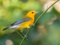 Prothonotary Warbler - Barkley WMA, Stewart County, Sept 6, 2021