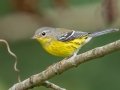 Magnolia Warbler - Lake Barkley WMA, Stewart County, Sept 21, 2021