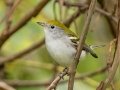 Chestnut-sided Warbler - Lake Barkley WMA, Stewart County, Sept 21, 2021