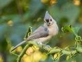 Tufted Titmouse - Barkley WMA, Stewart County, Sept 6, 2021