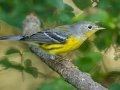 Magnolia Warbler - Lake Barkley WMA, Stewart County, Sept 28, 2021