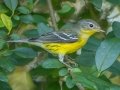 Magnolia Warbler - Lake Barkley WMA, Stewart County, Sept 28, 2021