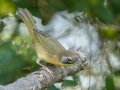 Common Yellowthroat - Lake Barkley WMA, Stewart County, Sept 28, 2021