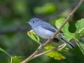 Blue-gray Gnatcatcher - Lake Barkley WMA,  Stewart County, Sept 24, 2021