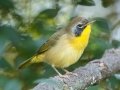 Common Yellowthroat - Lake Barkley WMA, Stewart County, Sept 28, 2021