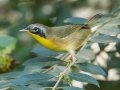 Common Yellowthroat - Lake Barkley WMA, Stewart County, Sept 28, 2021