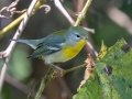 Northern Parula - Lake Barkley WMA, Stewart County, Sept 21, 2021