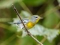 Northern Parula - Lake Barkley WMA, Stewart County, Sept 21, 2021