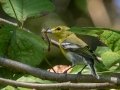 Yellow-throated Vireo - Lake Barkley WMA,  Stewart County, Sept 24, 2021