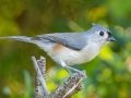 Tufted Titmouse - Lake Barkley WMA, Stewart County, Sept 28, 2021