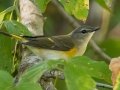 American Redstart - Lake Barkley WMA, Stewart County, Sept 28, 2021