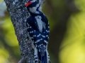 Downy Woodpecker - Lake Barkley WMA, Stewart County, Sept 28, 2021
