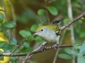 Chestnut-sided Warbler- Lake Barkley WMA, Stewart County, Sept 28, 2021