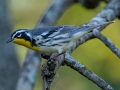 Yellow-throated Warbler- Lake Barkley WMA, Stewart County, Sept 28, 2021